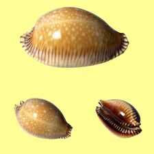 Cypraea guttata surinensis d'occasion  Expédié en Belgium