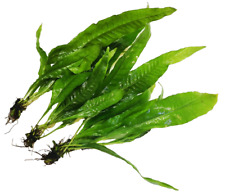 Java fern large for sale  PLYMOUTH