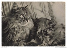 Asvp14 1098 chat d'occasion Asvp14 1098 chat d'occasion  France