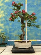 Joe bonsai jap gebraucht kaufen  Spiesen-Elversberg