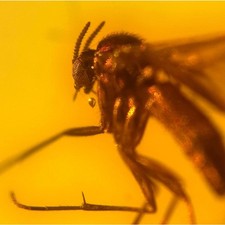 Gnat baltic amber for sale  GILLINGHAM