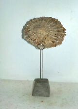Coquillage socle patelle d'occasion  Besançon