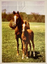 Thoroughbred horse mare for sale  USA