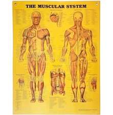 1997 muscular system for sale  Cambridge