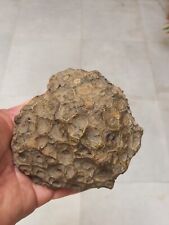 Fossile corail hexagonaria d'occasion  France
