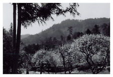 Japon yoshino pruniers d'occasion  Pagny-sur-Moselle