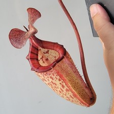 Nepenthes alisaputrana large for sale  Woodbridge