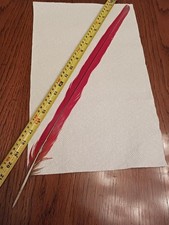 Inch macaw tail for sale  Sanford