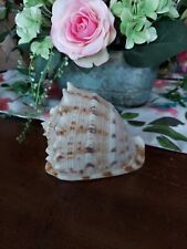 Rare beautiful cassis for sale  Claremore