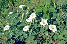 Jimpson weed datura d'occasion  Expédié en Belgium