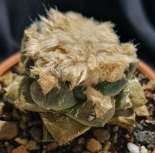 Ariocarpus lloydii from usato  Baranzate