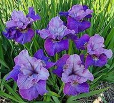 Siberian iris star for sale  LAMPETER