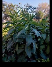 Organic heirloom louisiana for sale  Mamou