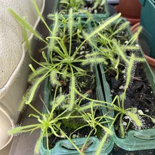 Sundew drosera capensis for sale  SUDBURY