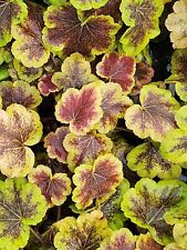 Heucherella solar eclipse for sale  FALKIRK