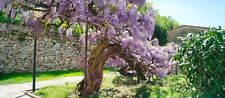 Graines glycine d'occasion  Lyon III