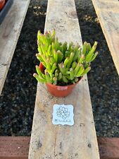 Live crassula ovata d'occasion  Expédié en Belgium