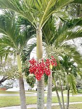 Seeds christmas manila for sale  Tarpon Springs