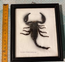 Taxidermie scorpion naturalis� d'occasion  Juan-les-Pins