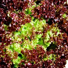 Multisown lollo rossa for sale  HUDDERSFIELD