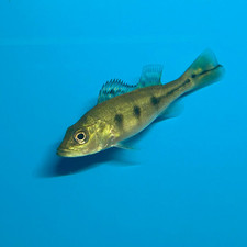 Gold kelberi peacock for sale  New Bedford