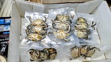 Frozen peeler crab for sale  SOUTHEND-ON-SEA