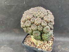 Sulcorebutia heinzii vivaio usato  Massafra