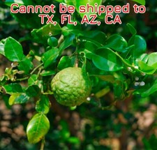 Kaffir lime plant for sale  Danielson