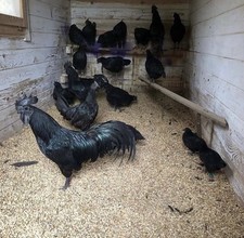 Uova ayam cemani usato  Venetico