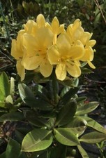 Rhododendron butterball huge for sale  Honolulu