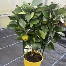 Citrus lemon pursha for sale  HELSTON