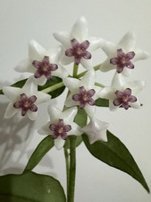 Hoya bella potted for sale  BASILDON