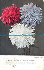 R094996 aster. suttons for sale  PURLEY