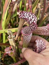 Sarracenia leucophylla seed for sale  PAR