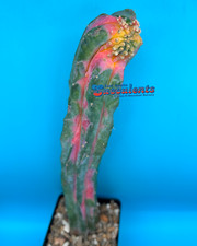 Myrtillocalycium chimera rever for sale  Austin