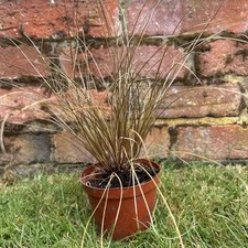 Bronze brown ornamental for sale  ASHBOURNE