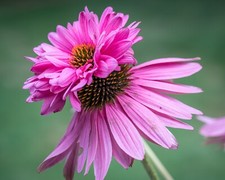 Echinacea doubledecker cone for sale  NOTTINGHAM