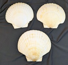 Set large scallop for sale  Kyle