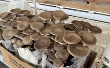 Balletta coltivazione funghi usato  Potenza
