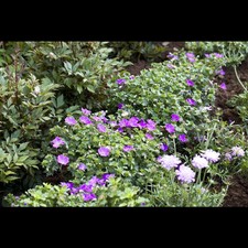 Geranium sanguineum max gebraucht kaufen  Deutschland