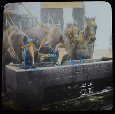 Horses drinking water for sale  HAYLE