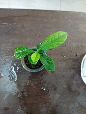 trees young lemon for sale trees young lemon for sale Byhalia