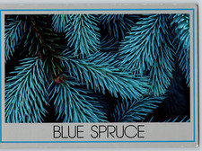 Blue spruce tree for sale  Milwaukee