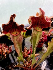 Sarracenia exornata hybrid for sale  BUDE