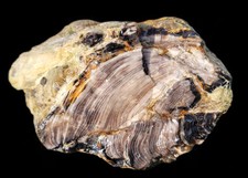 Petrified wood 10lbs for sale  South Beach