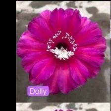 Echinopsis lobivia dolly d'occasion  France