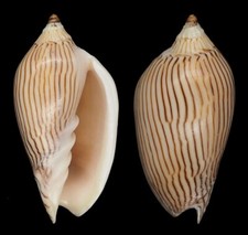 Coquillage collection amoria d'occasion  Lyon VI