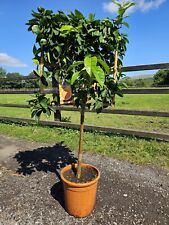 6ft citrus sweet for sale  CLITHEROE