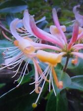 honeysuckle plants for sale honeysuckle plants for sale SOUTHAMPTON
