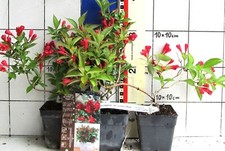 Weigela all summer gebraucht kaufen  Bad Bergzabern